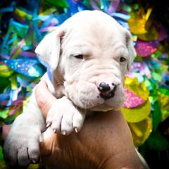 Apollo- Boy 1- Blue collar - White Dogo Argentino puppy in San Diego, California from Debonair Dogos