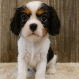 Girl 1 - female Cavalier King Charles Spaniel puppy in Hampton, Minnesota from My Cavalier Puppy