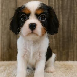 Girl 1 - female Cavalier King Charles Spaniel puppy in Hampton, Minnesota from My Cavalier Puppy