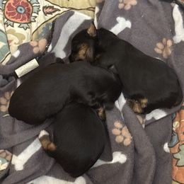 Belle - Black and tan female Yorkshire Terrier puppy in Ocala, Florida from Dixie Pups