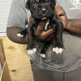 Cane Corso Puppies from Double C Cane Corso Kennel