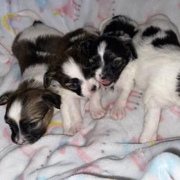 Dominique - Papillon