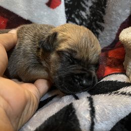 Boy 2 - Brown male Boerboel puppy in Mansfield, Texas from Dynasty Blue Ridge Boerboel