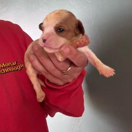 Yellow - Blenheim male Cavalier King Charles Spaniel puppy in Greenleaf, Wisconsin from Ledgetop Family Cavaliers