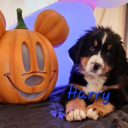 Harry - Black tan and white male Bernese Mountain Dog puppy in Castle Rock, Washington from Lower Columbia Bernese
