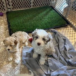 Aussiedoodle Puppies from Creek Bend Farm