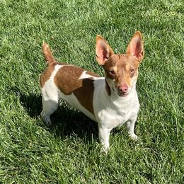 Rocky - Teddy Roosevelt Terrier