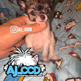 Rosi - Black and white female Chinese Crested puppy in San Francisco, California from Aj_CCD