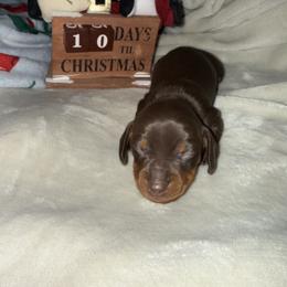 Milkshake - Chocolate and tan male Dachshund puppy in Corona, California from Over The Moon Dachshunds