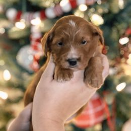 Girl 1 - Goldendoodle puppy in Riverton, Utah from Utah Doodlebug