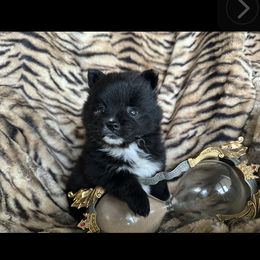 Pomeranian Puppies from Mac Daddy Poms