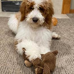 Goldendoodle and Poodle Puppies from Southern Hunters Standards