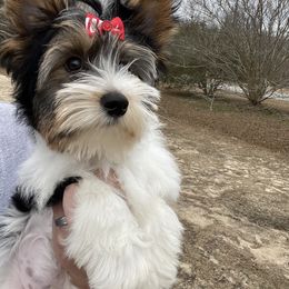 Biewer Terrier Puppies from Southern Star Biewers