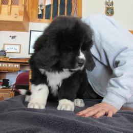 Newfoundland Puppies from Blackstrap Kennels