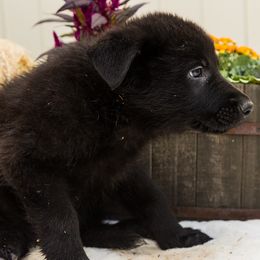 Boy 3 - German Shepherd puppy from AKC Black German Shepherds