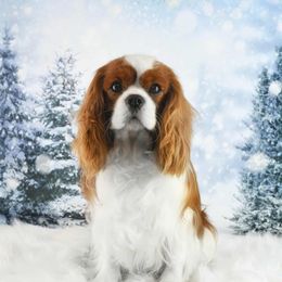 GCH Marco - Cavalier King Charles Spaniel
