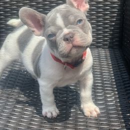 French Bulldog Puppies from Dejavu Frenchies