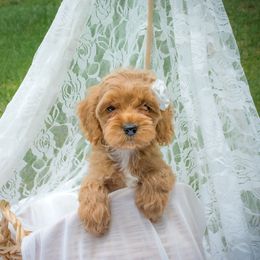 Bernedoodle and Aussiedoodle Puppies from Lillybee