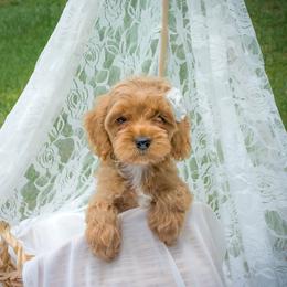 Bernedoodle and Aussiedoodle Puppies from Lillybee