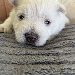 Jack - White male West Highland White Terrier puppy in North Muskegon, Michigan from Bountiful Westies of West Michigan