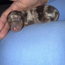 Chocolate Dapple girl - Dapple female Dachshund puppy in Woodward, Oklahoma from Oklahoma akc miniature dachshunds