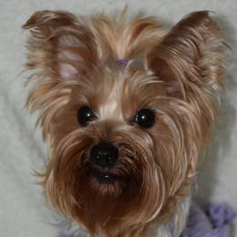 Bella - Yorkshire Terrier