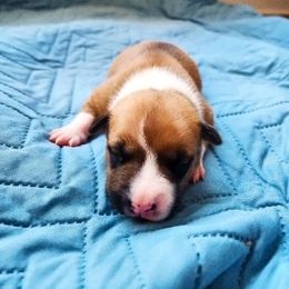 American Staffordshire Terrier Puppies from MDYC Amstaffs