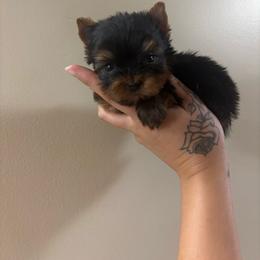 Red boy - Black and tan male Yorkshire Terrier puppy in Cornelia, Georgia from Kruz Kennels