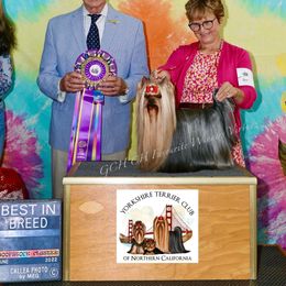 Shmups - Yorkshire Terrier