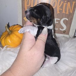 Miss Moo - Piebald female Dachshund puppy in Riverdale, Utah from Behive Doxies