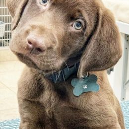 Dilute Retrievers from Calizona Labs