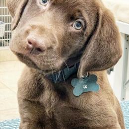 Dilute Retrievers from Calizona Labs