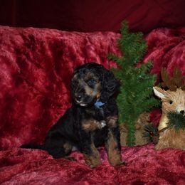 Rudolph - Blue Male - Phantom male Poodle puppy in Nelson, Missouri from MD Triple Creek Ranch