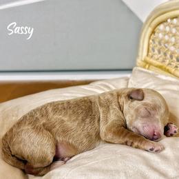 Sassy - Apricot female Poodle puppy in Dallas, Texas from Cityscape Moyen Poodles