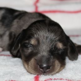 Maverick - Black and cream male Dachshund puppy in North Ogden, Utah from Flying S Mini Dachshunds