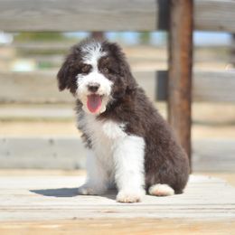 Rosalina - Red tri-color female Aussiedoodle puppy in Delta, Colorado from PTK Ranch