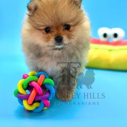 Clementine - Red sable female Pomeranian puppy in Redlands, California from Torrey Hills Poms