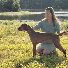 Dalmatians and Vizslas from Clíodhna Kennel