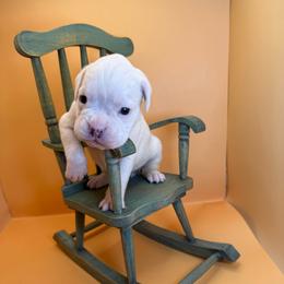 Everest - White female Boxer puppy in Abilene, Texas from L&L Euro Boxers and Small Town Shih Tzus