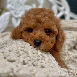Jelly Bean - Red female Cavapoo puppy in Arlington, Texas from Van Haselen Poodles and Doodles