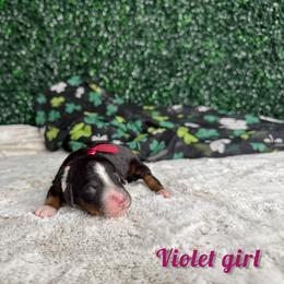 Violet girl - Tri-color female Bernedoodle puppy in Modesto, California from Two Doods Doodles