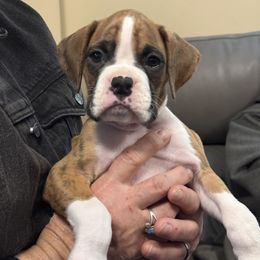BEACON - Brindle male Boxer puppy in Murray, Utah from JoyStarr Boxers