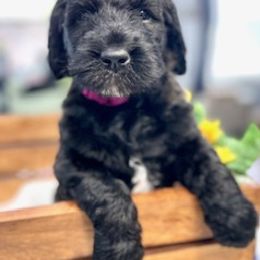Goldendoodle Puppies from Only Loving Pups