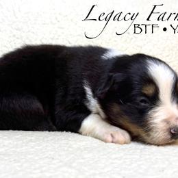 BTF Yara - Black tri-color female Australian Shepherd puppy in Shelby, Alabama from Legacy Farms