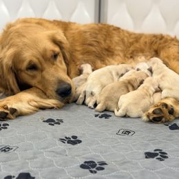 Girl 3 - Light golden female Golden Retriever puppy in Sacramento, California from Creamy Retrievers