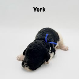 York - Phantom male Goldendoodle puppy in Milford, Pennsylvania from Doodles Are Golden