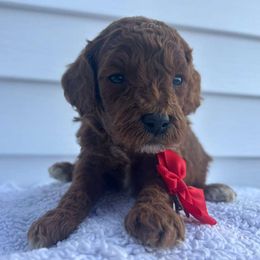 Kenya - Red  male Poodle puppy in Mint Hill, North Carolina from DoodleForever
