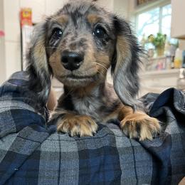 Dachshund Puppies from Lucky 11 Ranch