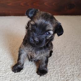 Dawn - Red sable female Havanese puppy in Kinston, North Carolina from Court Jester Havanese and Prissy Diva Russian Salon Dogs