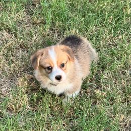CJ - Red female Pembroke Welsh Corgi puppy in Millsap, Texas from Punchy Pembroke Ranch